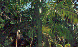 ARCHONTOPHOENIX BEATRICAE RARE VARIETY OF THE KING PALM