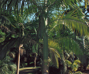 ARCHONTOPHOENIX BEATRICAE RARE VARIETY OF THE KING PALM
