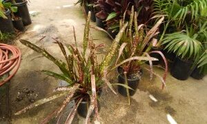 BILBERGIA HALLELUHAY SPOTTED SUN TOLERANT BROMELIAD