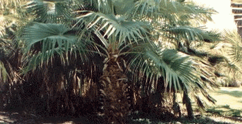 BRAHEA NITIDA NEAR COMPLETELY CIRCULAR FLAT GREEN LEAF NATIVE TO MEXICO