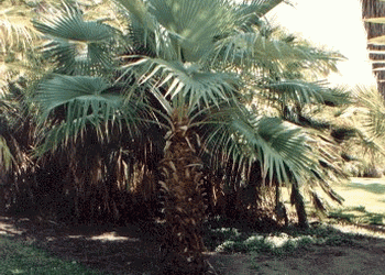 BRAHEA NITIDA NEAR COMPLETELY CIRCULAR FLAT GREEN LEAF NATIVE TO MEXICO