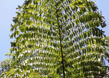 CARYOTA GIGAS “THAI MOUNTAIN GIANT”, “KING KONG PALM”, “BLACK STEM FISHTAIL”