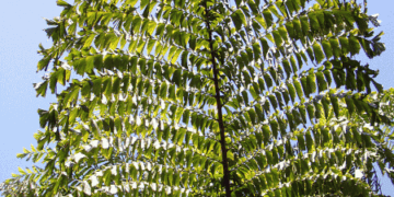 CARYOTA GIGAS “THAI MOUNTAIN GIANT”, “KING KONG PALM”, “BLACK STEM FISHTAIL”