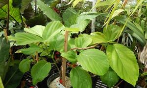 FICUS AURICULATA AKA FICUS ROXBURHII THE ROXBURG FIG