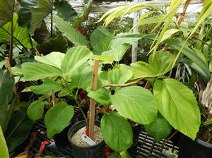 FICUS AURICULATA AKA FICUS ROXBURHII THE ROXBURG FIG