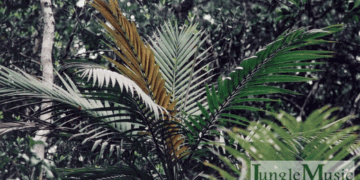 LACCOSPADIX AUSTRALASICA SINGLE TRUNK MOUNTAIN FORM
