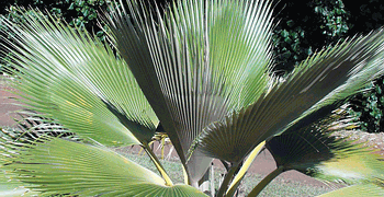 PRITCHARDIA MARTII BEAUTIFUL HAWAIIAN FAN PALM