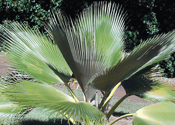 PRITCHARDIA MARTII BEAUTIFUL HAWAIIAN FAN PALM