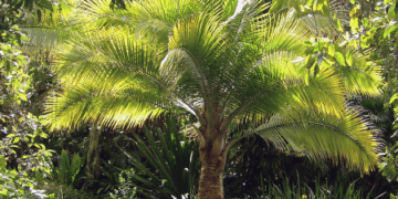 RAVENEA RIVULARIS THE MAJESTY PALM
