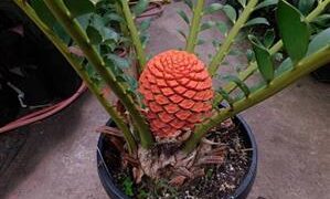 ENCEPHALARTOS FEROX SOUTH AFRICAN CYCAD