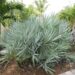 SERENOA REPENS SOUGHT AFTER BLUE FORM