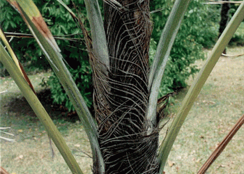 WALLICHIA DISTICHA FISHTAIL APPEARING SINGLE TRUNK PALM THAT’S IMPOSSIBLE TO FIND