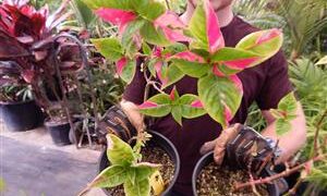 ALTERNATHEA PARTYTIME DWARF COLORFUL SPECIES