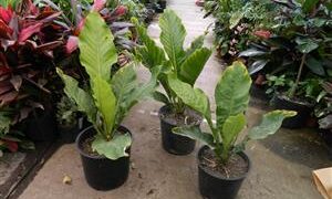 BIRDS NEST ANTHURIUM ANTHURIUM HOOKERI