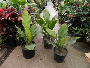 BIRDS NEST ANTHURIUM ANTHURIUM HOOKERI