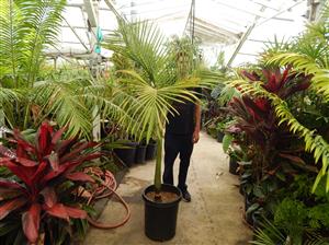 KING PALM ARCHONTOPHOENIX CUNNINGHAMIANA
