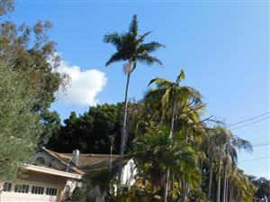 ARCHONTOPHOENIX “TERACARPA” THE BEST KING PALM EVER!