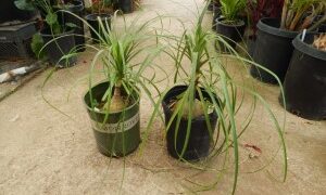 BEAUCARNIA RECURVATA THE PONYTAIL PALM – THE ELEPHANT FOOT PALM MEDIUM HEIGHT – SWOLLEN BASE
