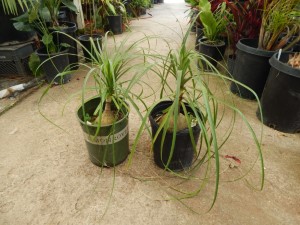 BEAUCARNIA RECURVATA THE PONYTAIL PALM – THE ELEPHANT FOOT PALM MEDIUM HEIGHT – SWOLLEN BASE