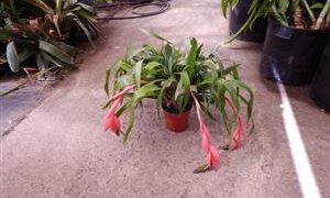 BILBERGIA CLUSTERS WITH CASCADING PINK BLOSSOMS IN BLOSSOM RIGHT NOW