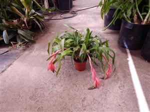 BILBERGIA CLUSTERS WITH CASCADING PINK BLOSSOMS IN BLOSSOM RIGHT NOW