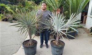 BISMARCKIA NOBILIS BLUE SINGLE TRUNK FAN PALM FROM MADAGASCAR