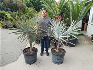 BISMARCKIA NOBILIS BLUE SINGLE TRUNK FAN PALM FROM MADAGASCAR