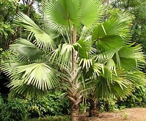 BISMARCKIA SPECIES MAYOTTE ISLAND THE RARE GREEN BISMARCKIA