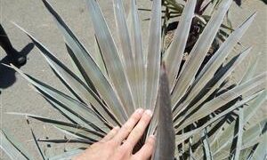 BISMARCKIA NOBILIS BLUE SINGLE TRUNK FAN PALM FROM MADAGASCAR