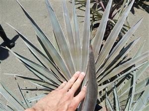 BISMARCKIA NOBILIS BLUE SINGLE TRUNK FAN PALM FROM MADAGASCAR