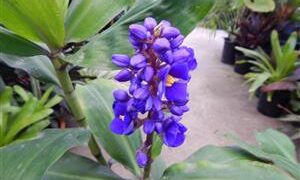 DICHORISANDRA THYRIFLORA THE BLUE GINGER – HARD TO FIND