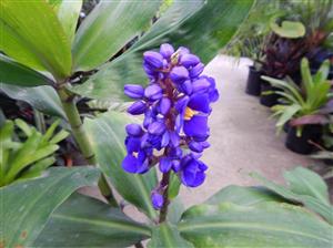 DICHORISANDRA THYRIFLORA THE BLUE GINGER – HARD TO FIND
