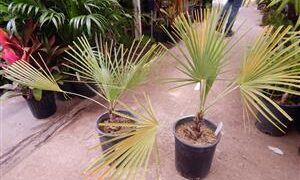 BRAHEA ELEGANS THE FRANCESHCI PALM