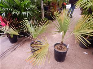 BRAHEA ELEGANS THE FRANCESHCI PALM