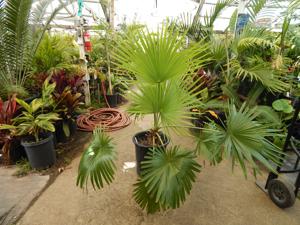 BRAHEA NITIDA NEAR COMPLETELY CIRCULAR FLAT GREEN LEAF NATIVE TO MEXICO