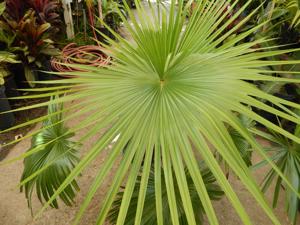 BRAHEA NITIDA NEAR COMPLETELY CIRCULAR FLAT GREEN LEAF NATIVE TO MEXICO