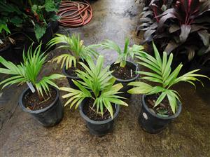 BURRETIOKENTIA HAPALA NEW CALEDONIAN PALM