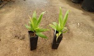 BURRETIOKENTIA HAPALA AN EXOTIC NEW CALEDONIAN PALM FOR SOUTHERN CALIFORNIA