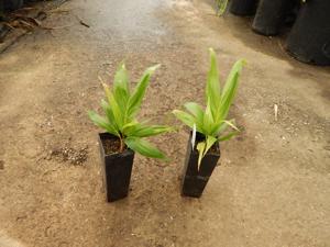 BURRETIOKENTIA HAPALA AN EXOTIC NEW CALEDONIAN PALM FOR SOUTHERN CALIFORNIA