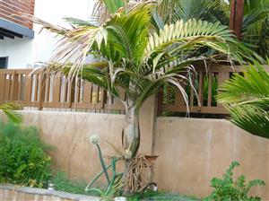 BURRETIOKENTIA KOGHIENSIS RARE SINGLE TRUNK PALM FROM NEW CALEDONIA