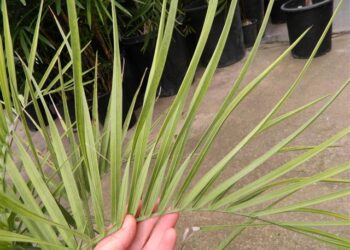 BUTIA PARAGUAYENSIS BLUE-GREEN BUTIA FROM SOUTH AMERICA