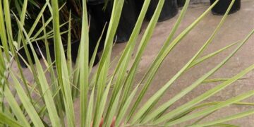 BUTIA PARAGUAYENSIS BLUE-GREEN BUTIA FROM SOUTH AMERICA