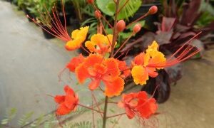 CAESLPIIVIA PULCHERRIMA PRIDE OF BARBADOS OR PEACOCK FLOWER