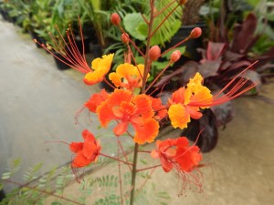 CAESLPIIVIA PULCHERRIMA PRIDE OF BARBADOS OR PEACOCK FLOWER