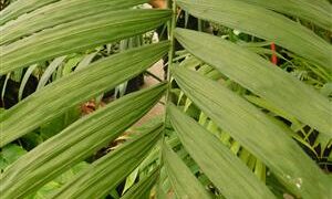 CHAMAEDOREA COSTARICANA ONE OF THE BEST OF ALL THE BAMBOO PALMS