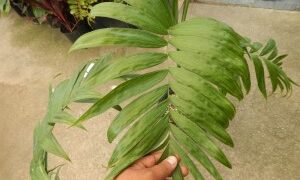 CHAMAEDOREA COSTARICANA ONE OF THE BEST OF ALL THE BAMBOO PALMS