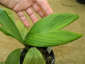 CHAMAEDOREA FRONDOSA SUPER RARE UNDERSTORY DWARF PALM