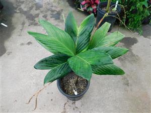 CHAMAEDOREA GEONOMIFORMIS SINGLE TRUNK, DWARF UNDERSTORY PALM