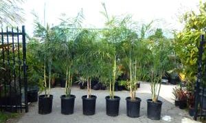 CHAMAEDOREA GLAUCIFOLIA SUPER SIMILAR TO C. PLUMOSA