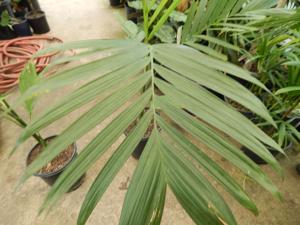 CHAMAEDOREA WOODSONIANA TALL, THICK TRUNK, BEAUTIFUL GREEN PINNATE PALM